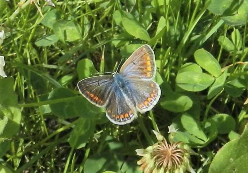 Polyommatus icarus